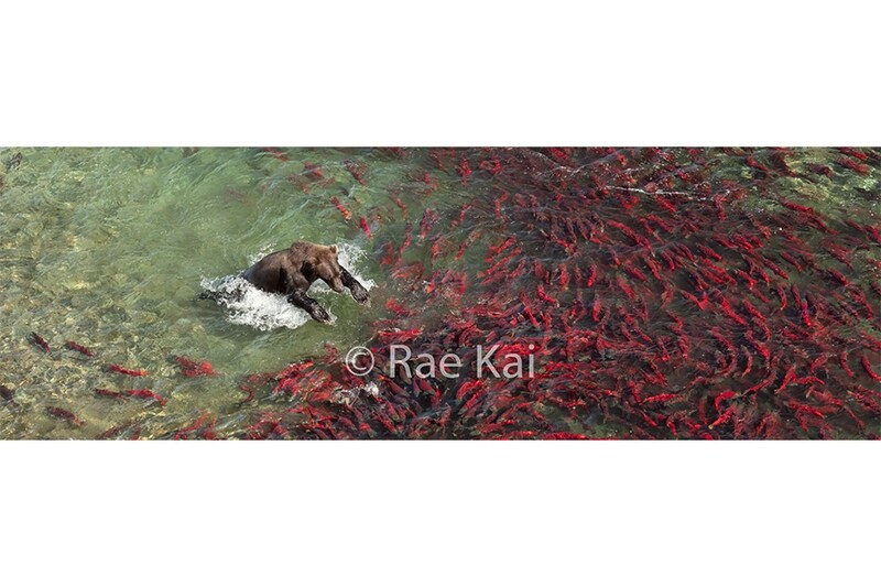 Crimson Pounce Panoramic-Panoramic Traditional Photo