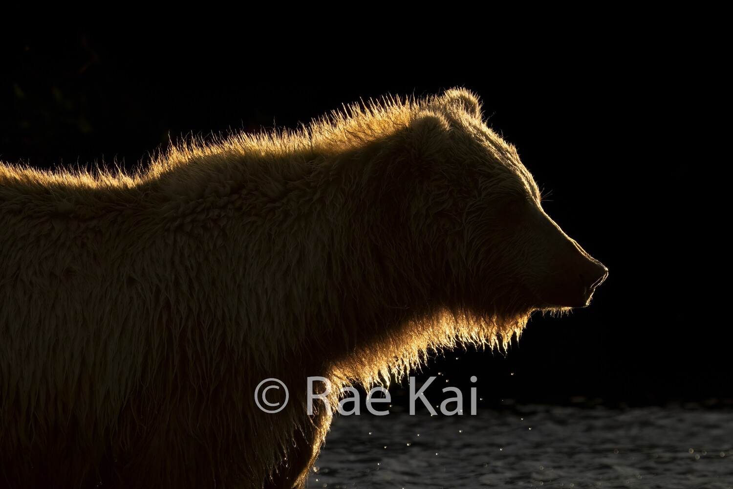Grizzly Golden Rim-Traditional Photo