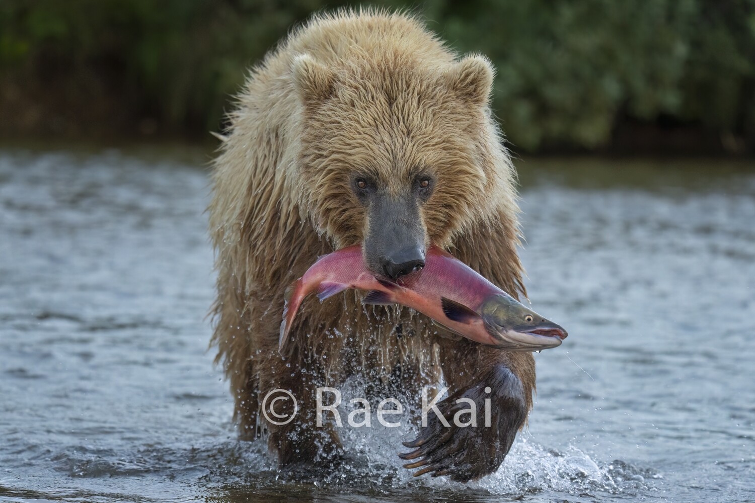 Fresh Catch-Traditional Photo