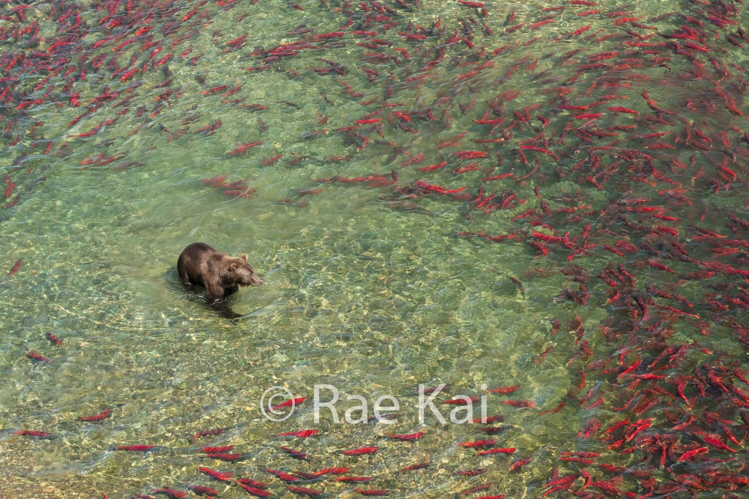 Clear Selection-Traditional Photo