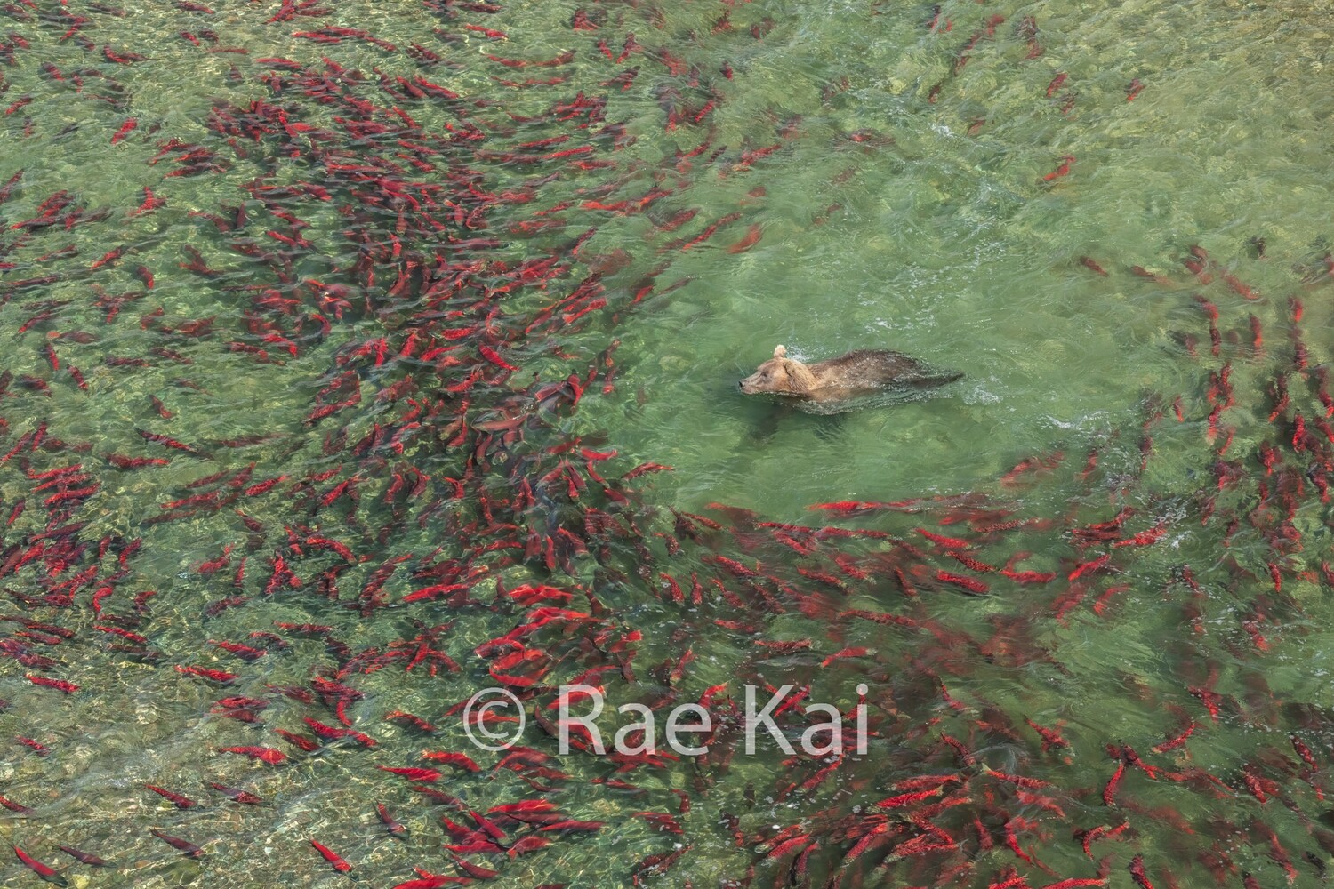 Swimming Feast-Traditional Photo