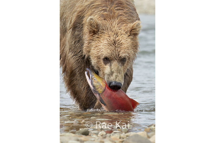 Fish Grasp-Traditional Photo