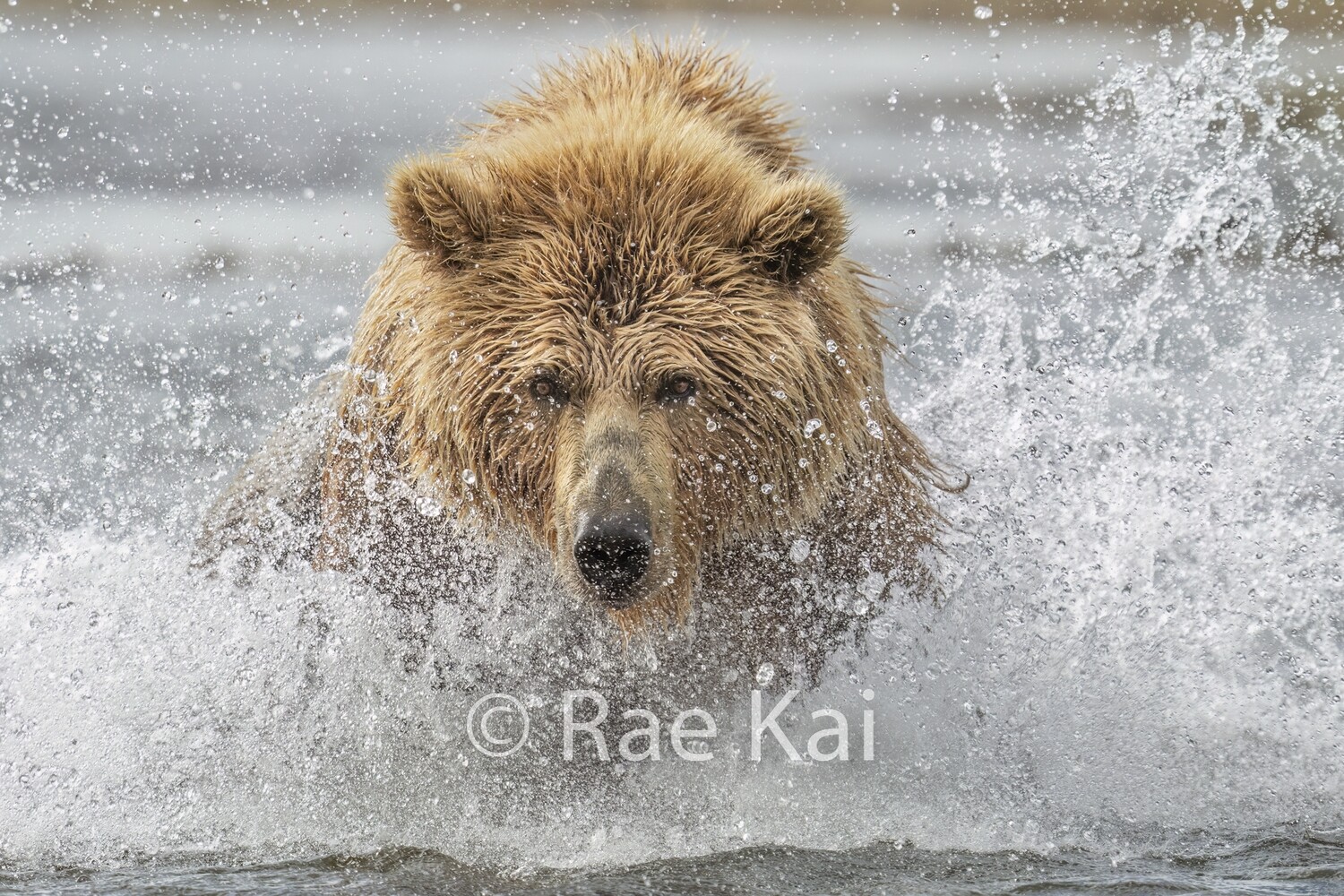 Water Rush-Traditional Photo