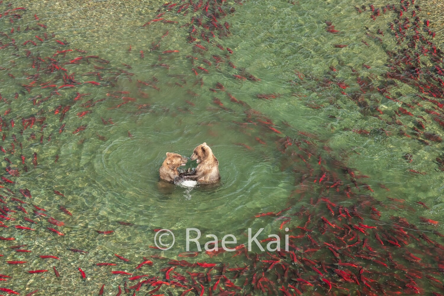 Grizzly Pool Party-Traditional Photo