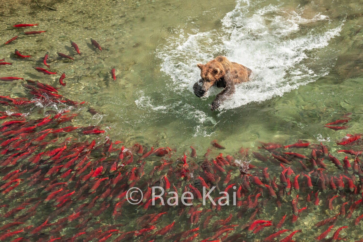 Clear Chase-Traditional Photo
