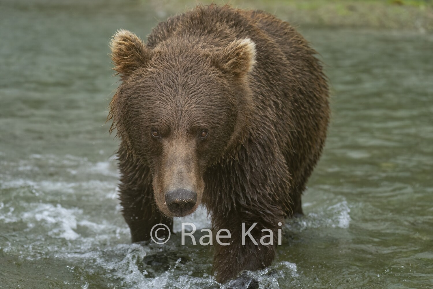 Bear Connection-Traditional Photo