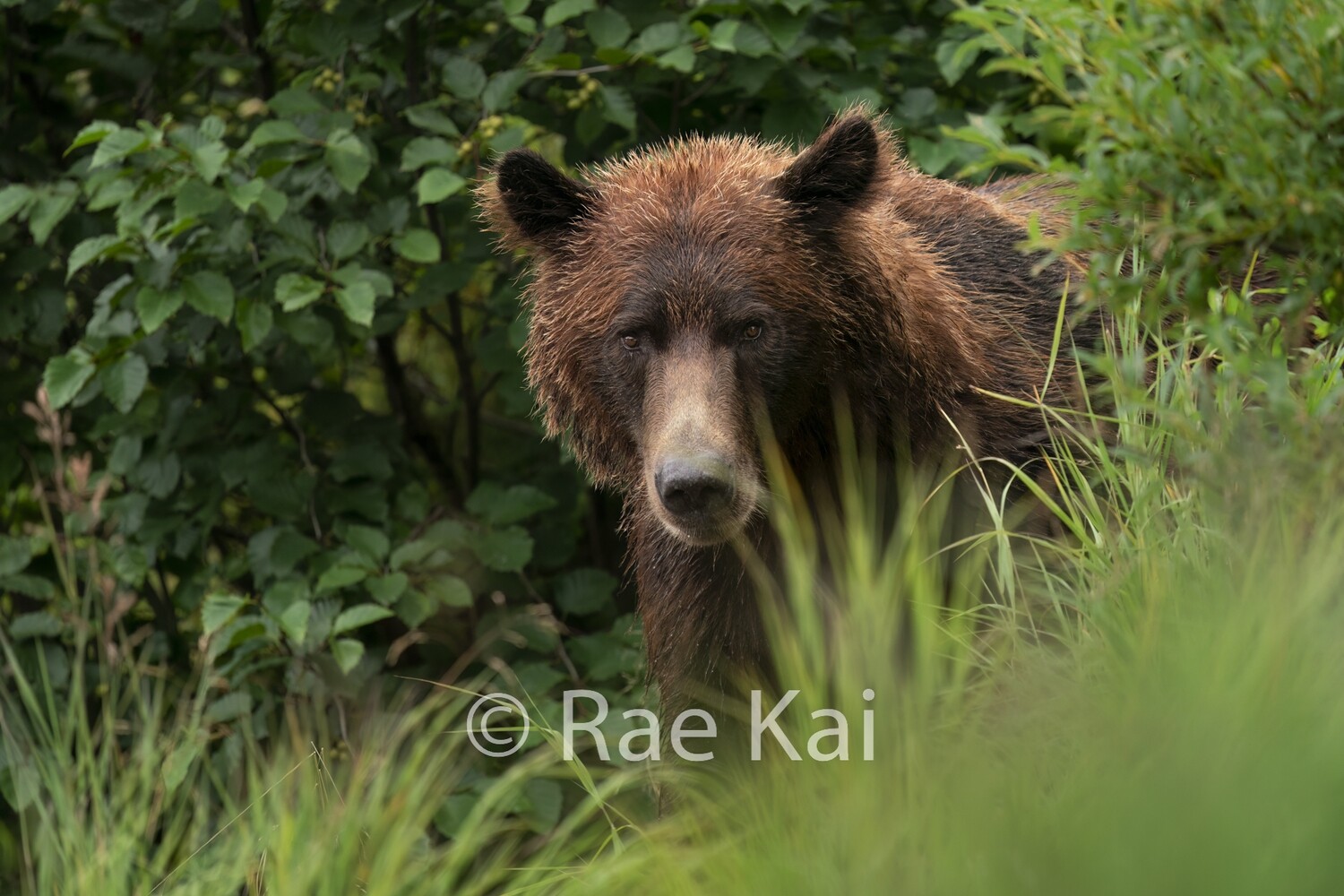 Badger Bear-Traditional Photo