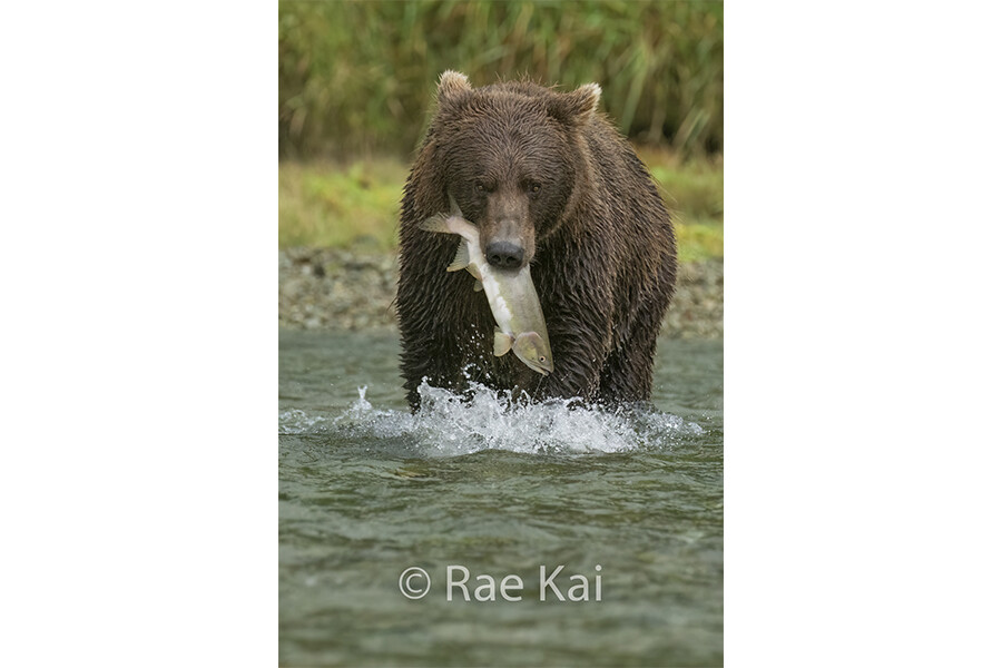 Takeout-Traditional Photo