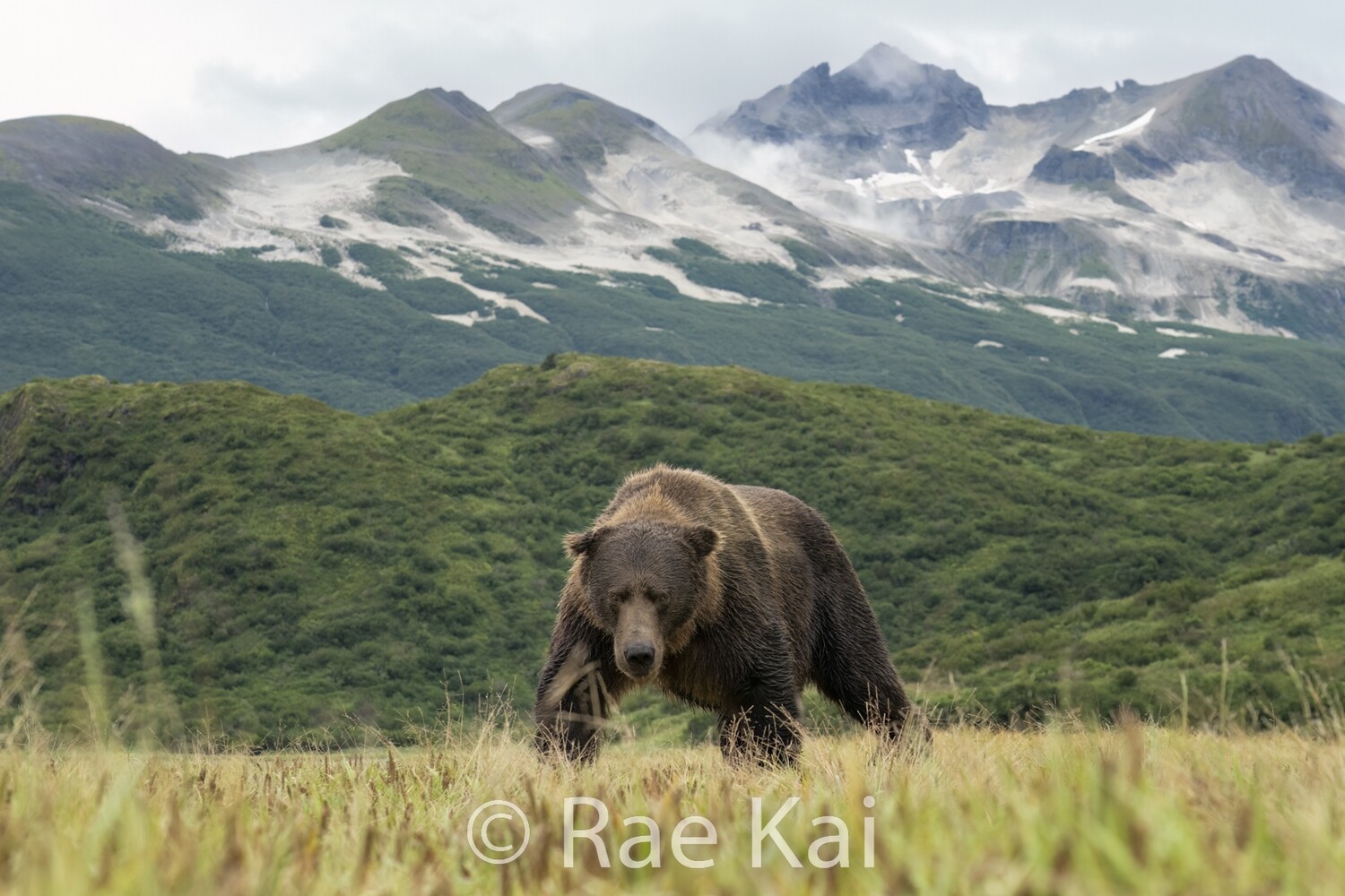 Mountain Bruin-Traditional Photo