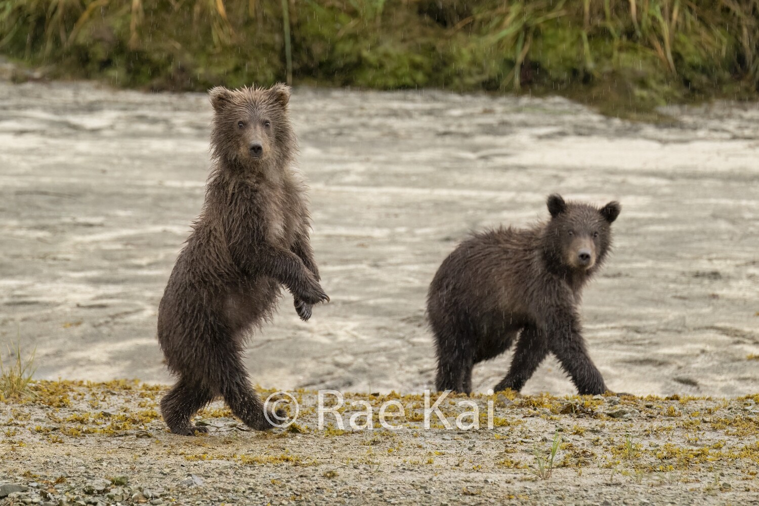 Walking Cub-Traditional Photo