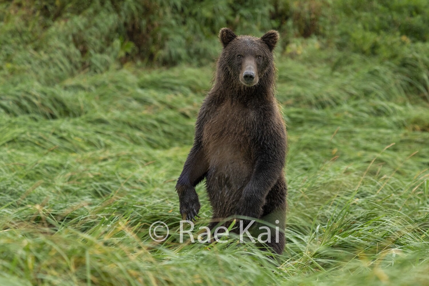 Grassy Lookout-Traditional Photo