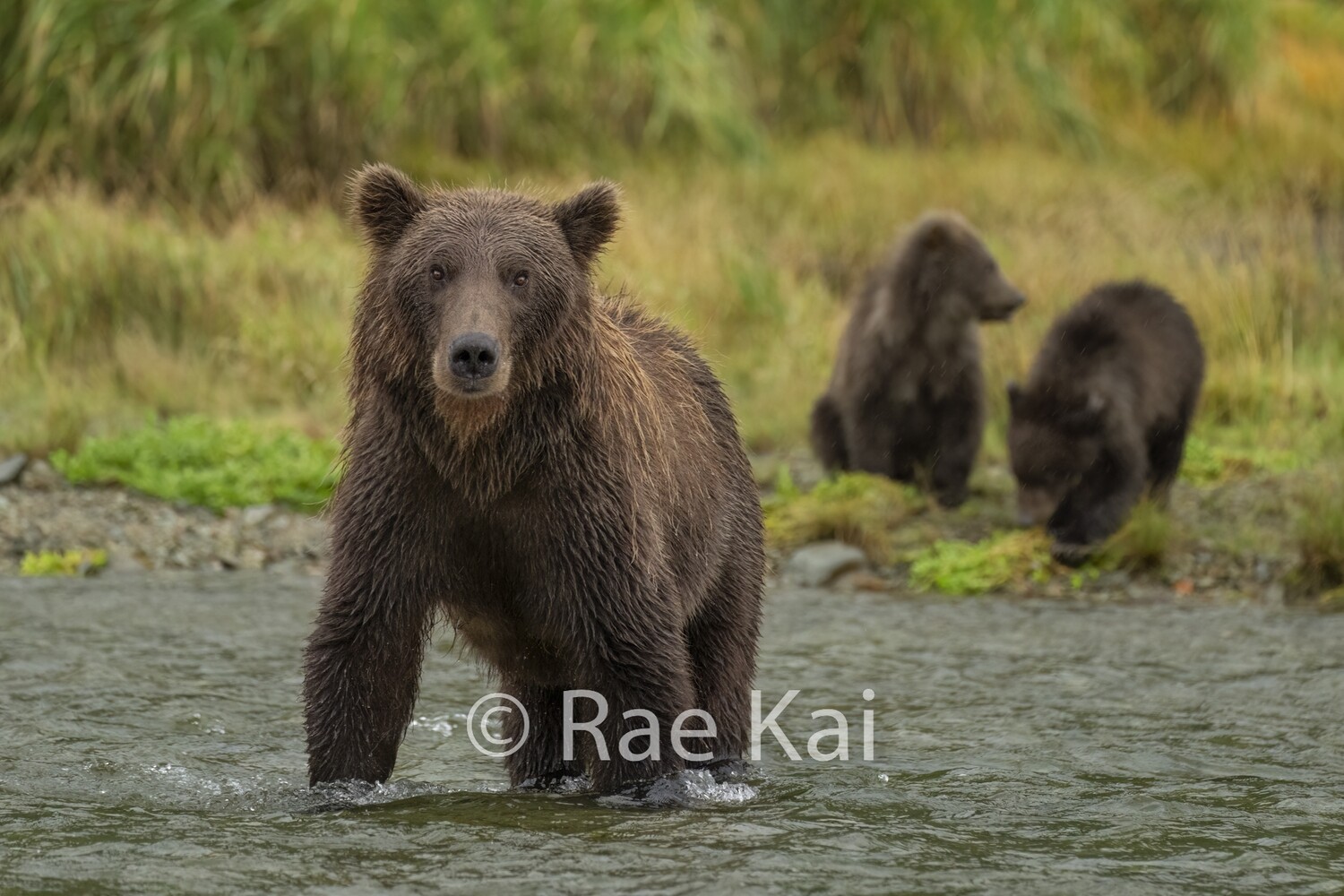Waiting for Fish-Traditional Photo