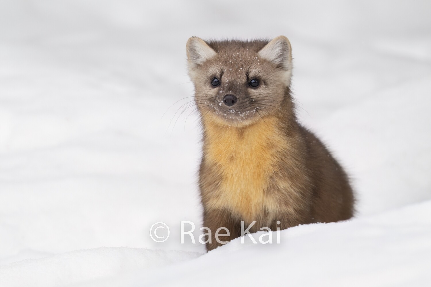 Pine Marten Snow Pose-Traditional Photo