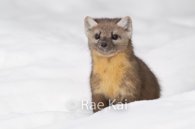 Pine Marten Snow Pose-Traditional Photo