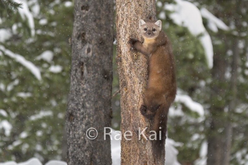 Marten Climber-Traditional Photo