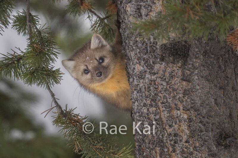 Peek a Boo Pine Marten-Traditional Photo
