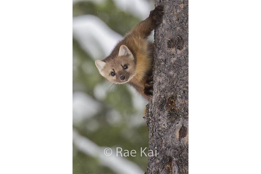Curious Marten-Traditional Photo