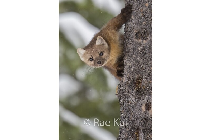 Curious Marten-Traditional Photo