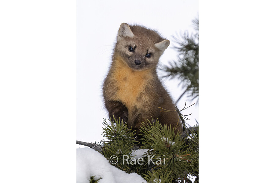 Pine Marten Look Down-Traditional Photo
