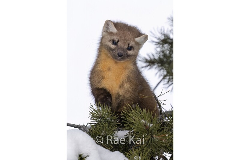 Pine Marten Look Down-Traditional Photo