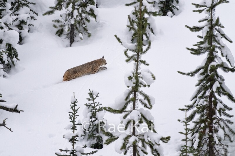 Climbing Higher Bobcat-Traditional Photo