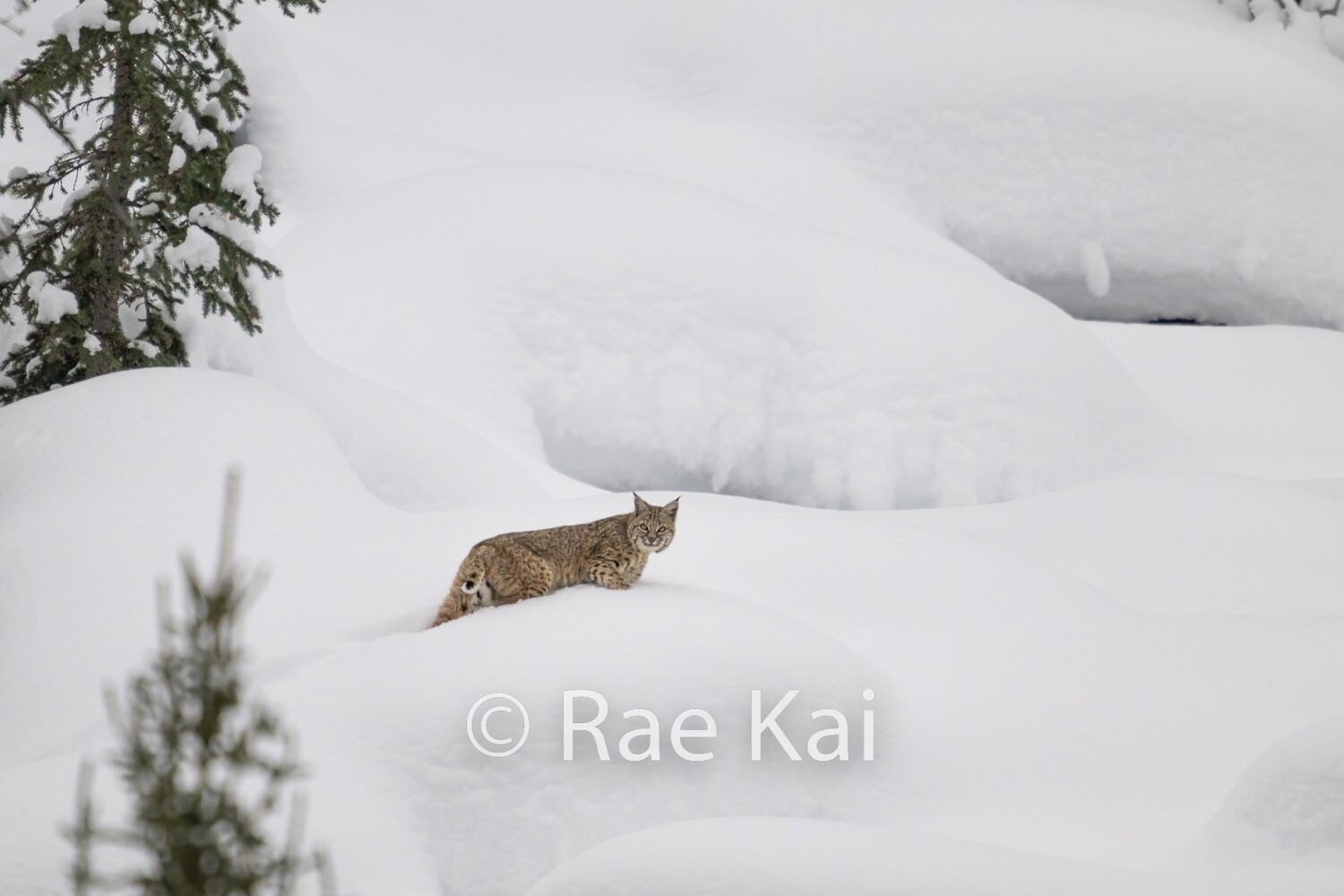 Bobcat Snow Pillows-Traditional Photo