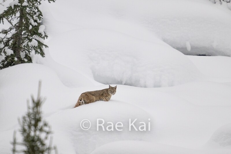 Bobcat Snow Pillows-Traditional Photo