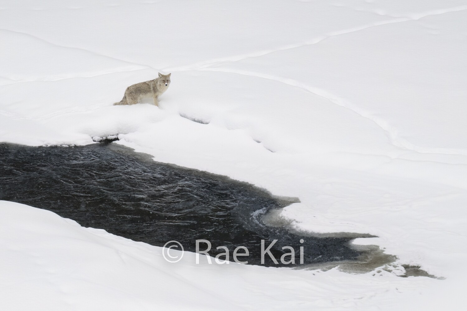 Winter Water Hole-Traditional Photo