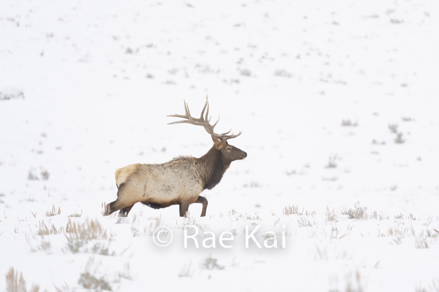 Minimalist Elk-Traditional Photo