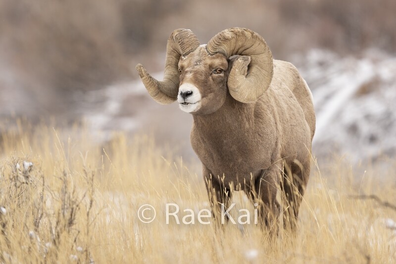 Large Ram Curl-Traditional Photo