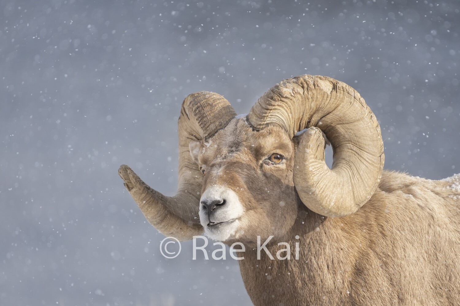 Snow Falling Bighorn-Traditional Photo