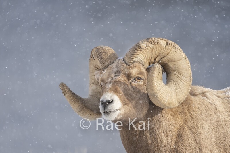 Snow Falling Bighorn-Traditional Photo