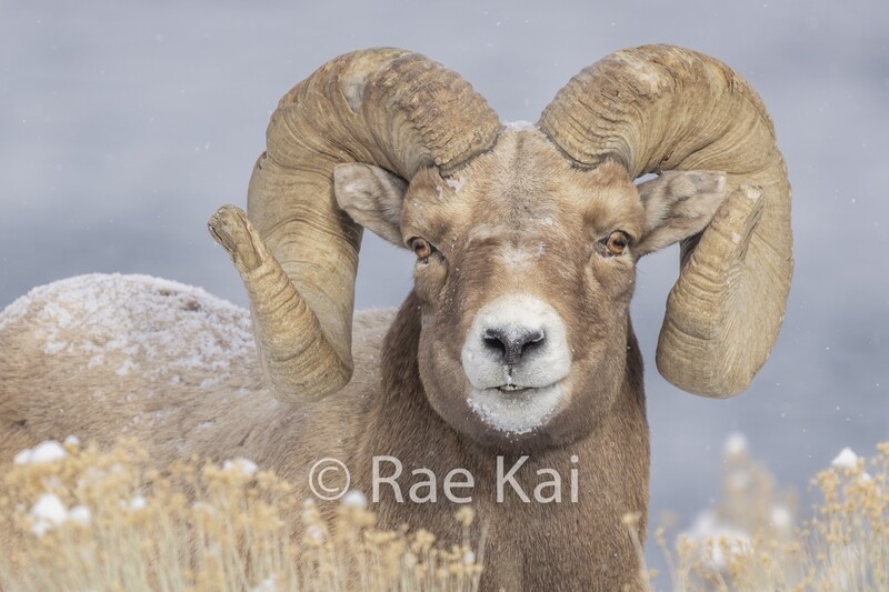 Snowy Ram Look-Traditional Photo