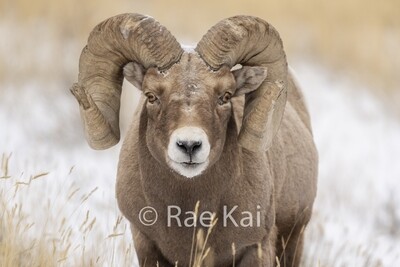Bighorn Sheep / Mountain Goats