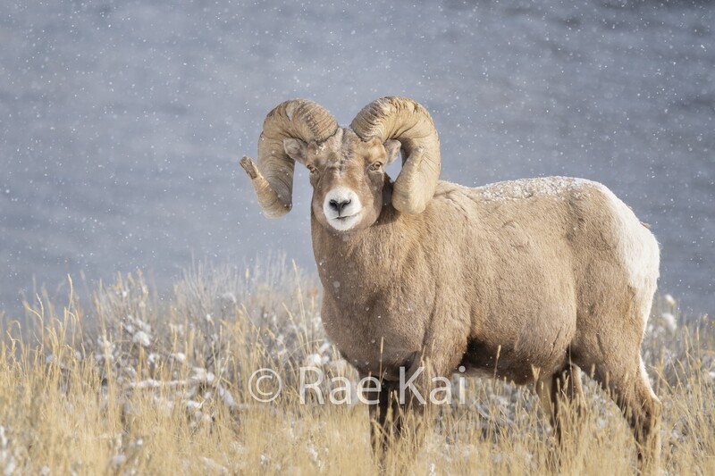 Snowing Sheep-Traditional Photo