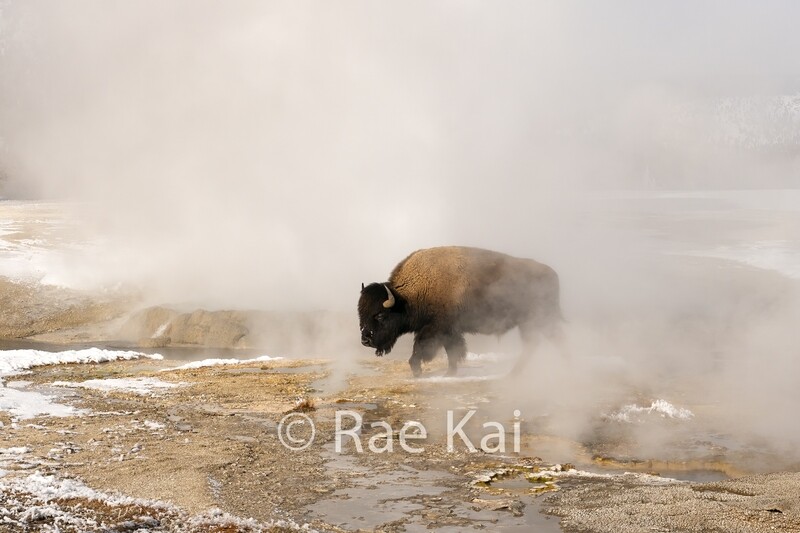 Steam Walker-Traditional Bison