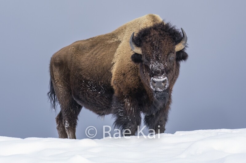 Winter Protector-Traditional Bison