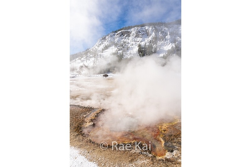 Basin Bison-Traditional Photo