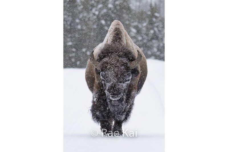 Snowy Approach-Traditional Bison