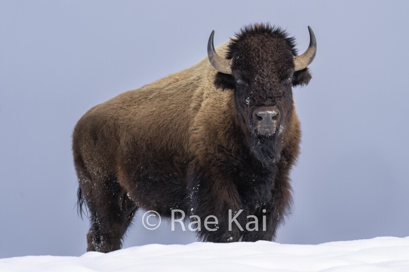 Bison Blues-Traditional Bison