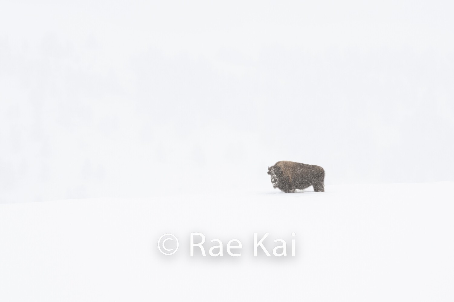 Winter Whiteout-Traditional Photo