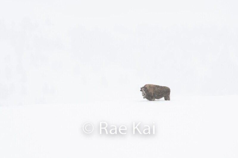 Winter Whiteout-Traditional Photo
