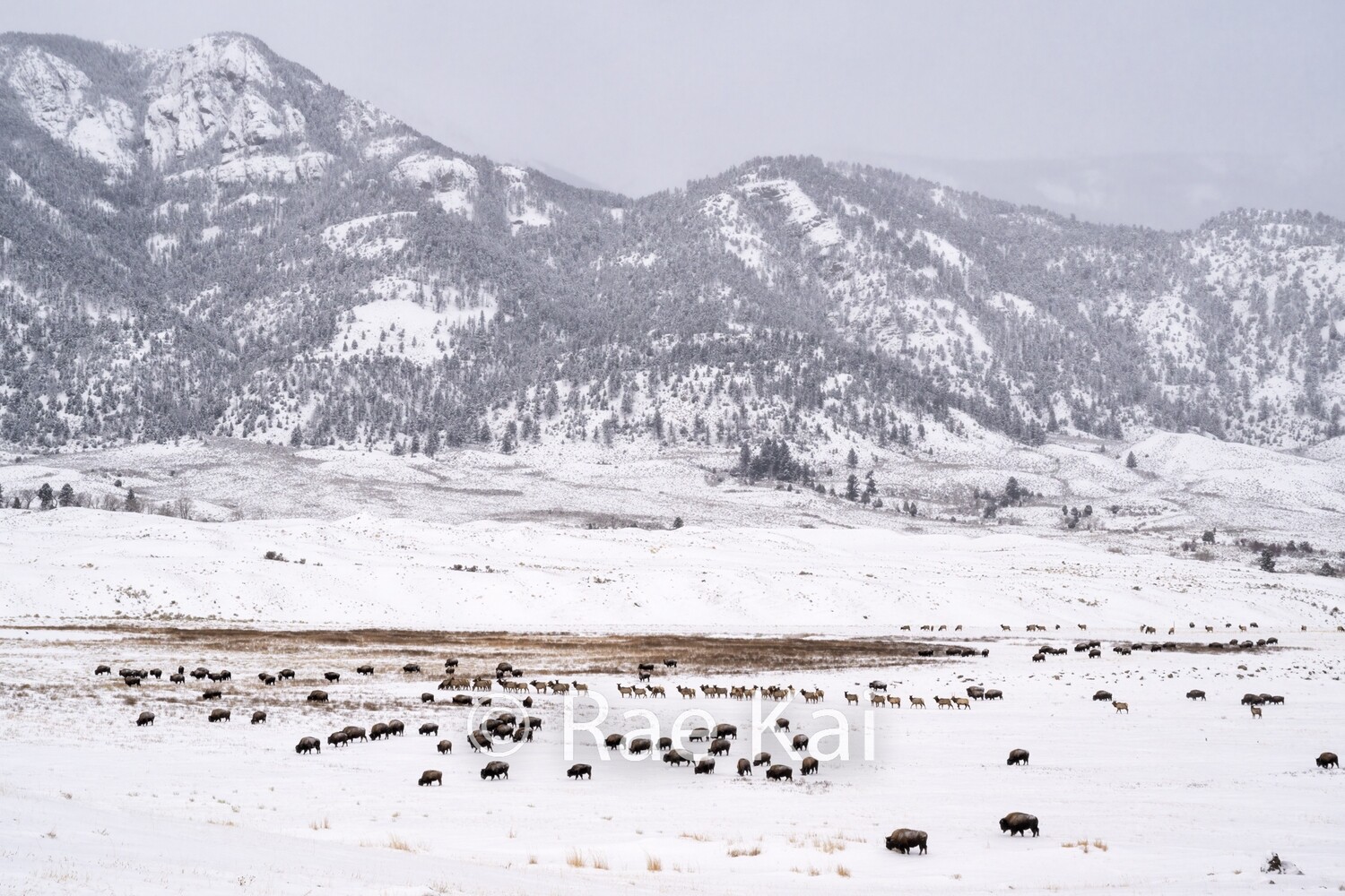Yellowstone Wild-Traditional Photo