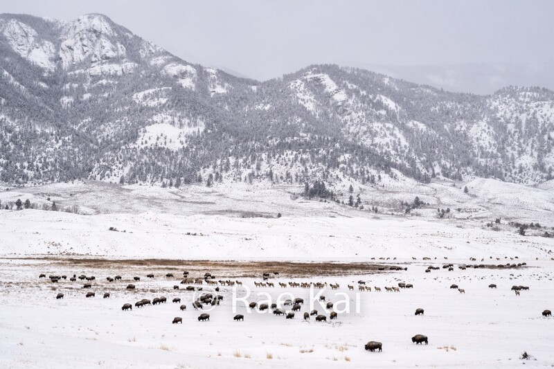 Yellowstone Wild-Traditional Photo