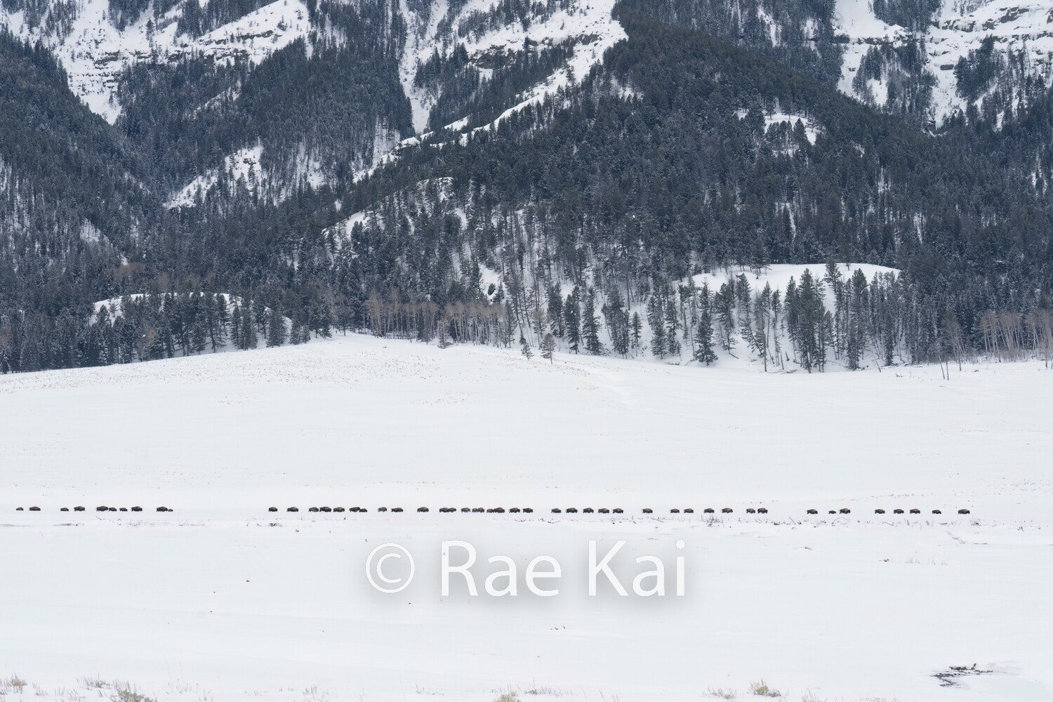 Valley Bison Herd-Traditional Photo