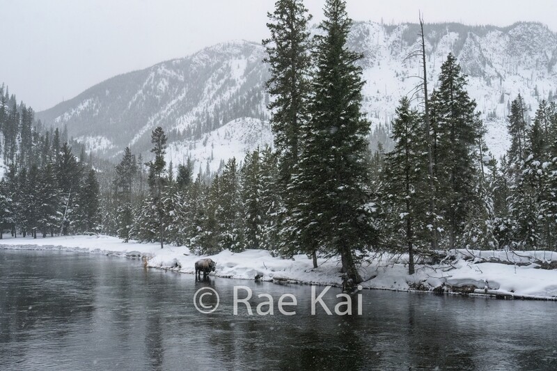 Riverside Bison-Traditional Photo