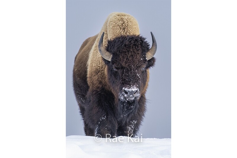 Hilltop Stance-Traditional Bison