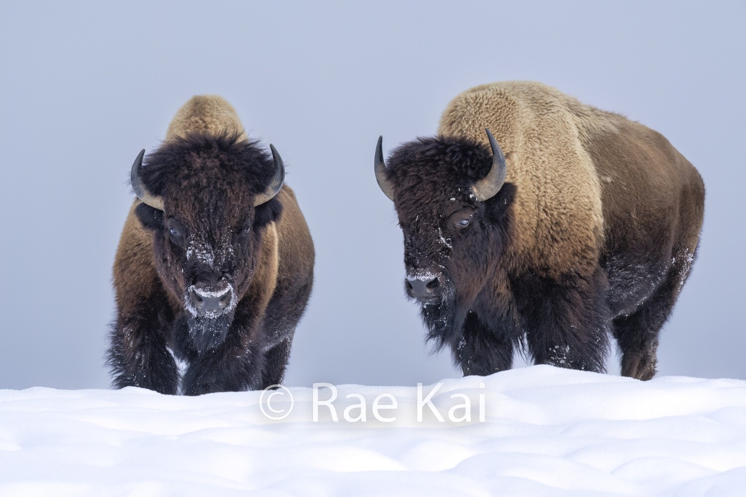 Dominant Bulls-Traditional Photo