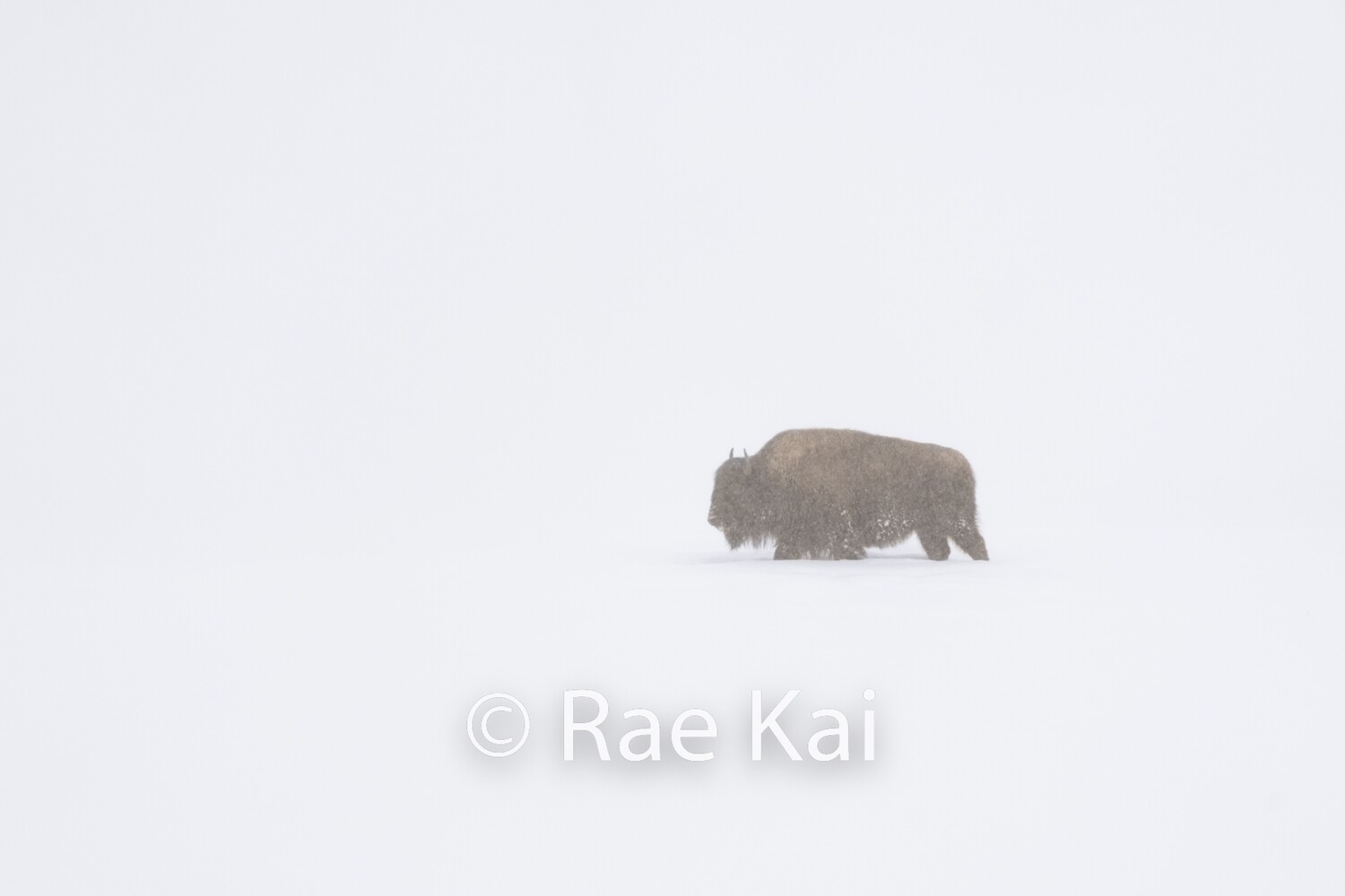 Bison Whiteout-Traditional Photo