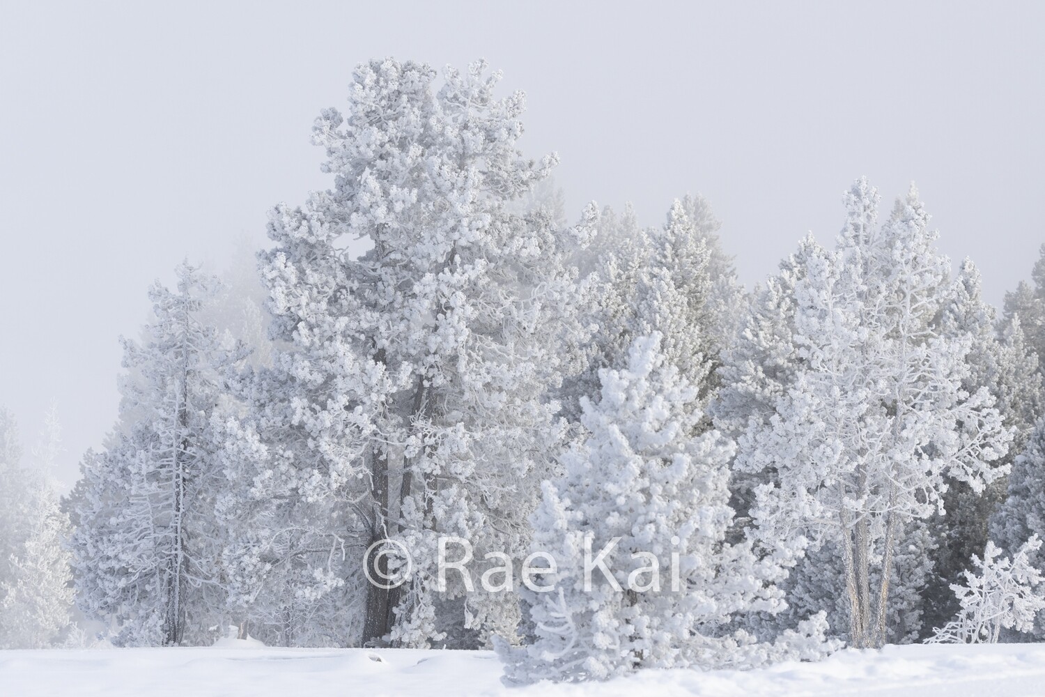 Winter Frost-Traditional Photo